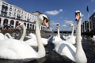 Schwäne auf der Binnenalster Schwäne auf der Binnenalster bei Sonnenschein